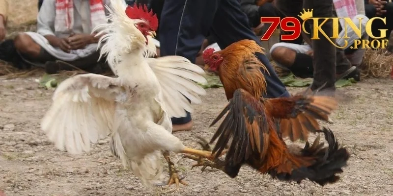 Ws168 Đá Gà – Cổng Đặt Cược Đá Gà Uy Tín Nhận Thưởng Mỗi Ngày 1 Ws168 Đá Gà